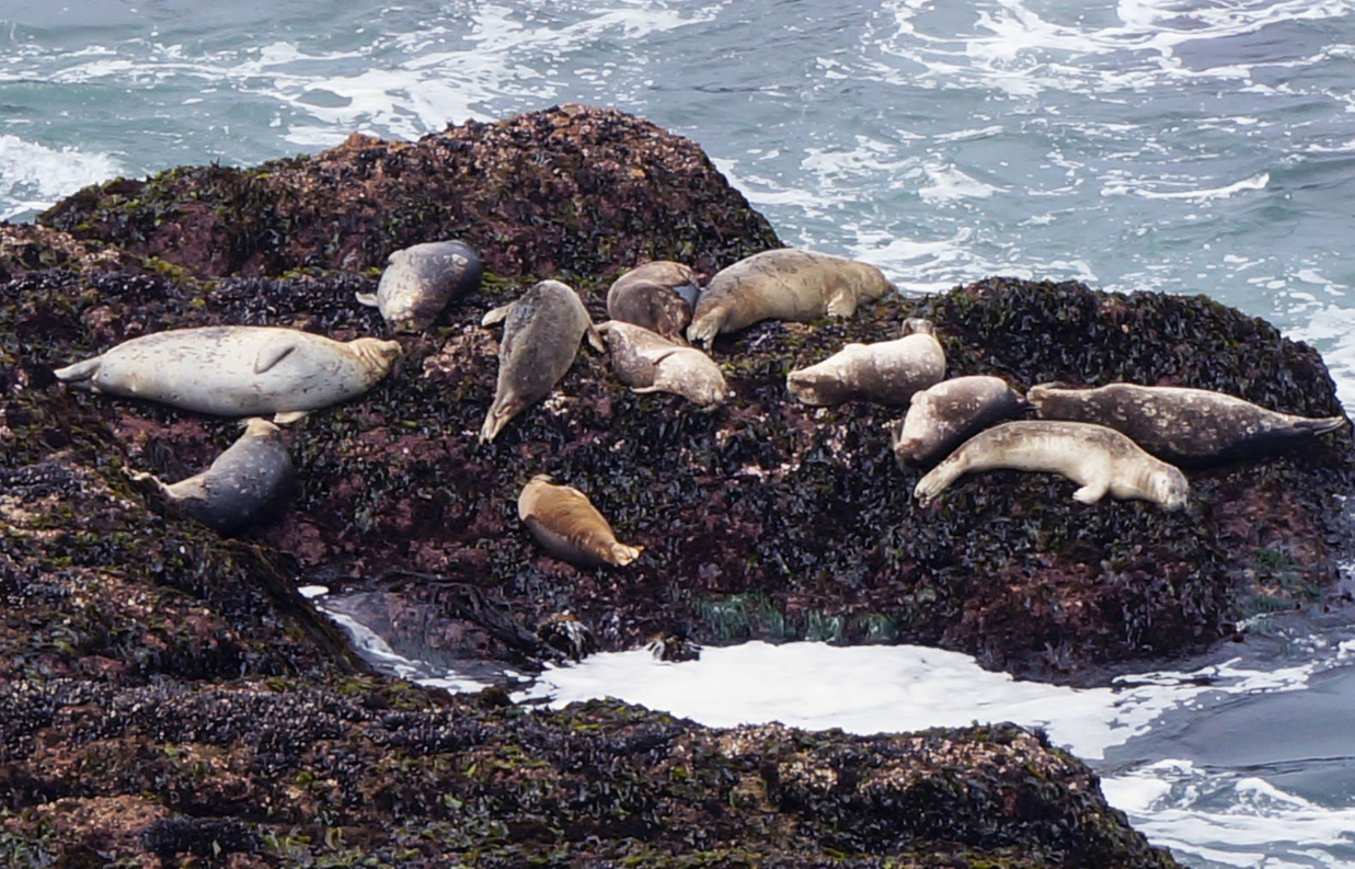 Foki na skale